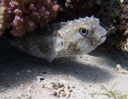 Porcupine Fish. A Lucky shot as I was swimming along. My ... by Alexandra Caine 